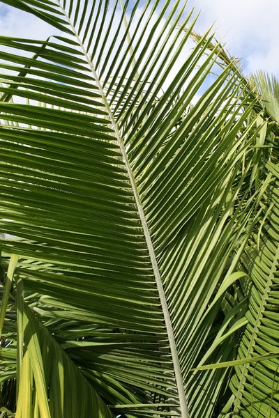Folhagens de palmeiras: 
