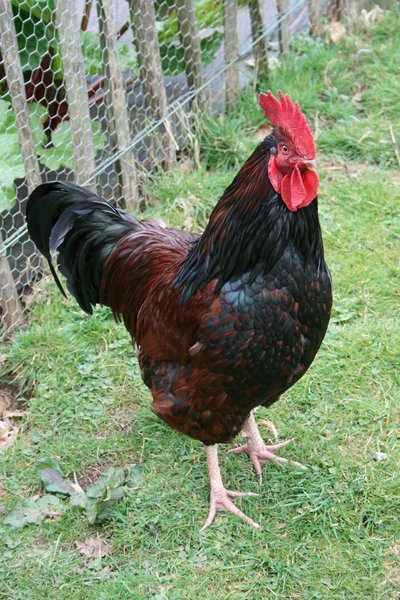 A Cock