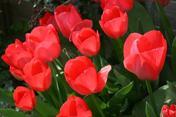 Red tulips: Red tulips in early morning light.