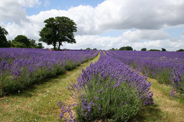 Lavender field: A field of cultivated lavender in Surrey, England, being grown for its edible oil.