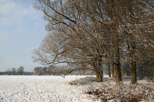 Snowy park: Parkland after a sudden snowfall in West Sussex, England.