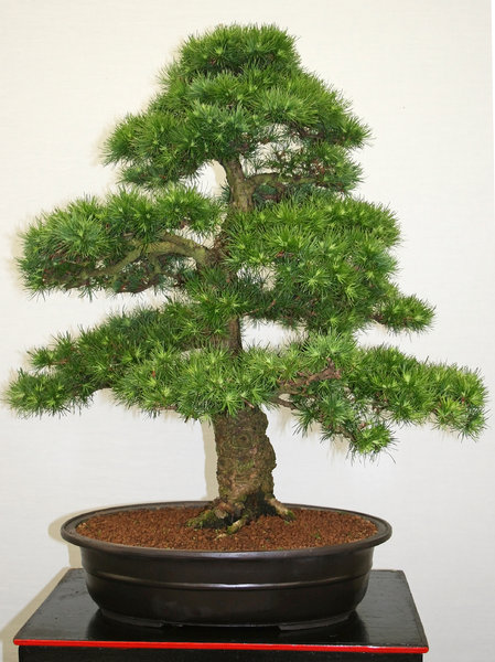 Bonsai conifer: A large bonsai conifer.