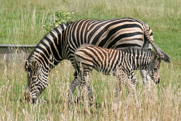 Zebra and foal: A zebra and foal grazing in a field in a zoo in England.