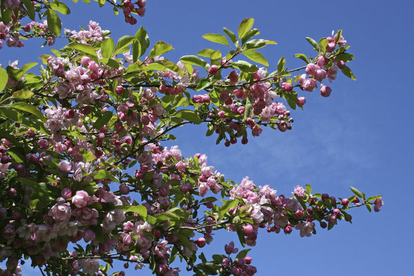 Crab apple blossom: Pink blossom of a crab apple (Malus) tree in a garden in England in spring.