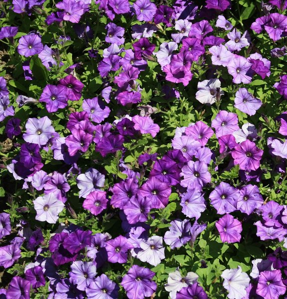 Purple petunias: Petunia flowers in a garden in England in summer.
