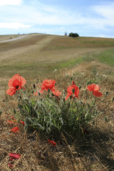 Poppies: Poppies growing on chalk downland in East Sussex, England.