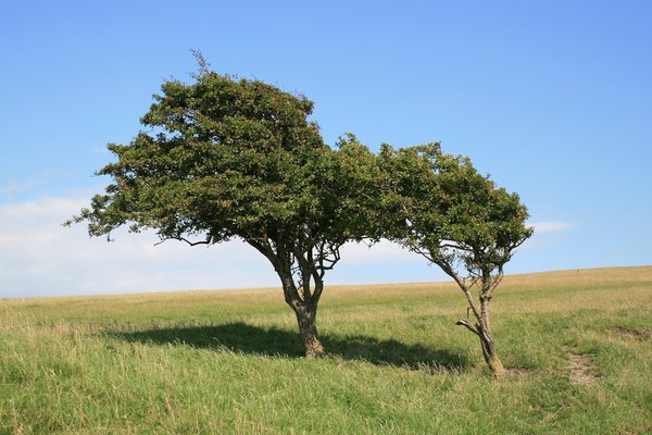 árboles azotados por el viento: 