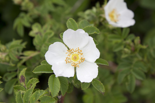 Wild white rose: Wild white roses growing on the South Downs, East Sussex, England.