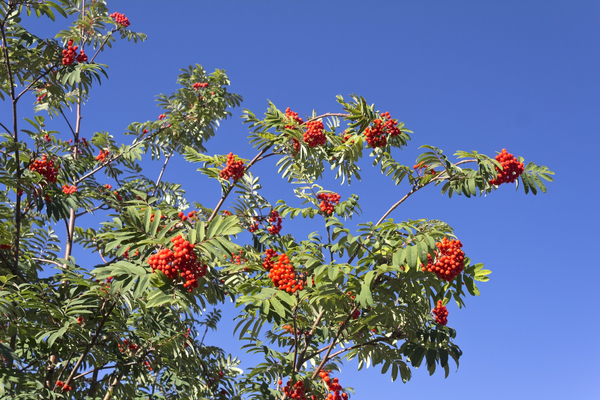 Rowan tree berries: A rowan (Sorbus) tree with berries in a garden in Canada.
