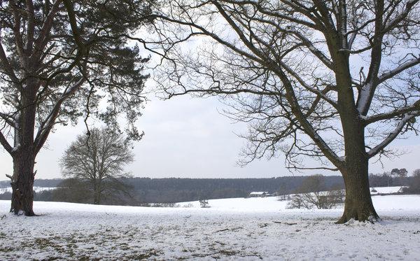 Winter landscape: Fields and woodland in West Sussex, England, in winter.