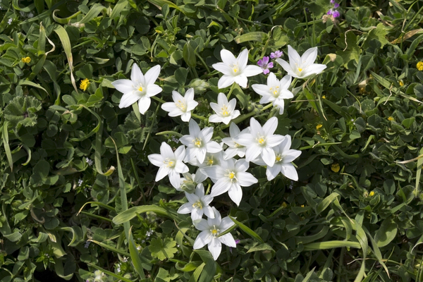 Star-of-Bethlehem flowers: Wild Star-of-Bethlehem (Ornithogalum) flowers growing in southern Italy.