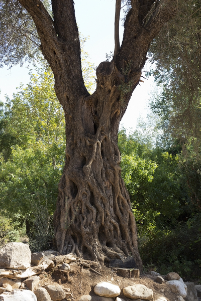 Old tree: An ancient olive tree growing amongst boulders at Tel Dan, Israel.