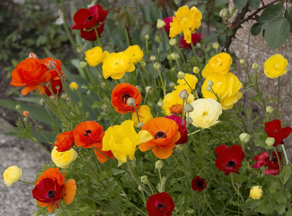 Poppy flowers: Poppy cultivars in a garden in England.