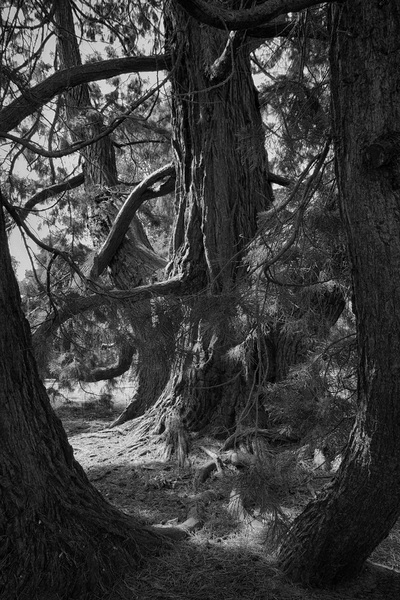 redwood bomen z / w: 