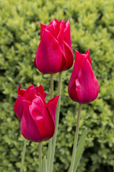 tulipas vermelhas | fotos gratuitas - Rgbstock - fotos gratuitas |  micromoth | May - 09 - 2020 (6)
