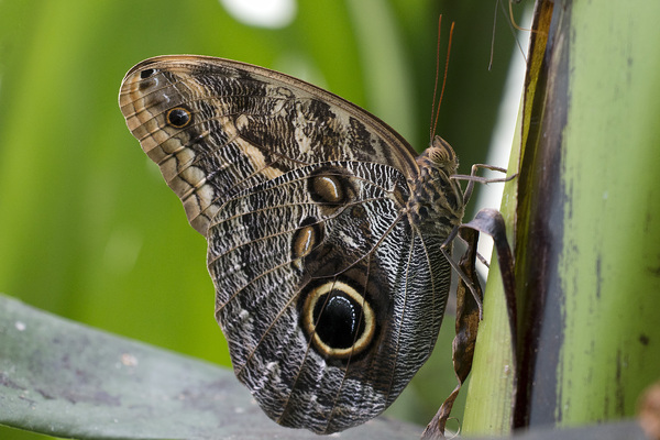 Giant Owl butterfly: Giant Owl butterfly (Caligo memnon, aka Pale Owl butterfly) from a butterfly farm but native to the Neotropical region.)