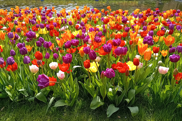 Tulip display: A display of tulips in a garden in England.