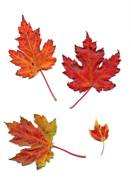 autumn leaf 1: autumn leaves, clipping paths included.