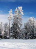 winter bomen: 