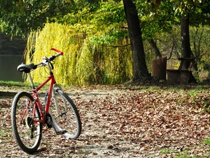 bike in autumn: none
