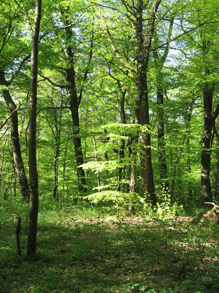 bosque en la primavera: 