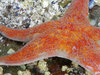 orange starfish: no description
