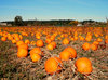 pumpkin patch: no description