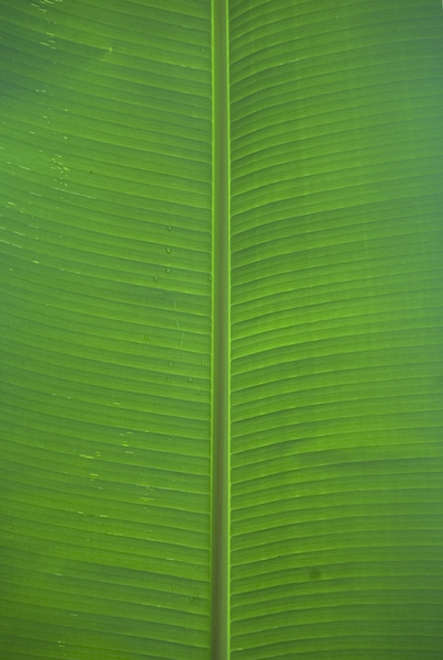 Banana Leaf: No description