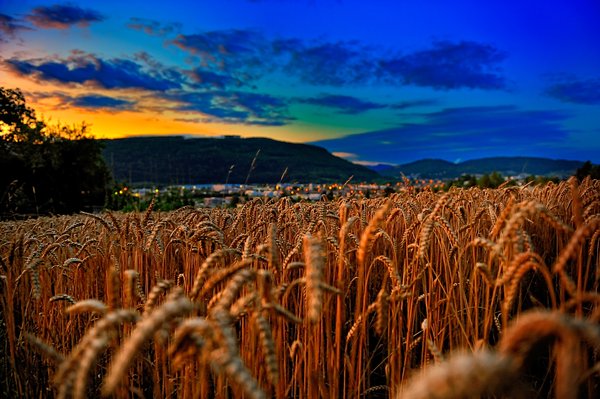 Cornfield in the Evening: A golden colored cornfield in the late summer evening