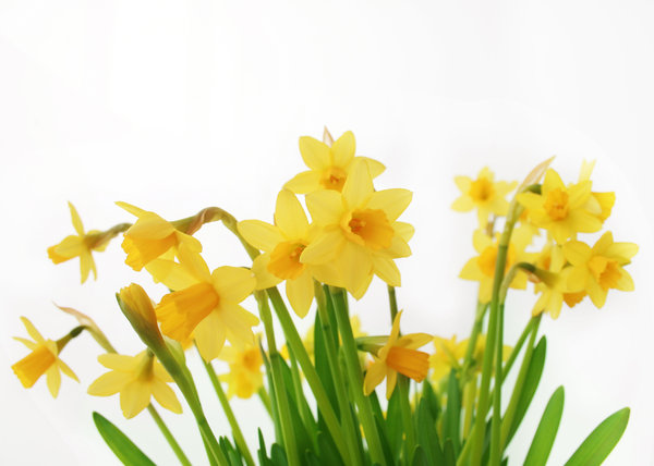 eastern daffodils 1: I love those flowers.