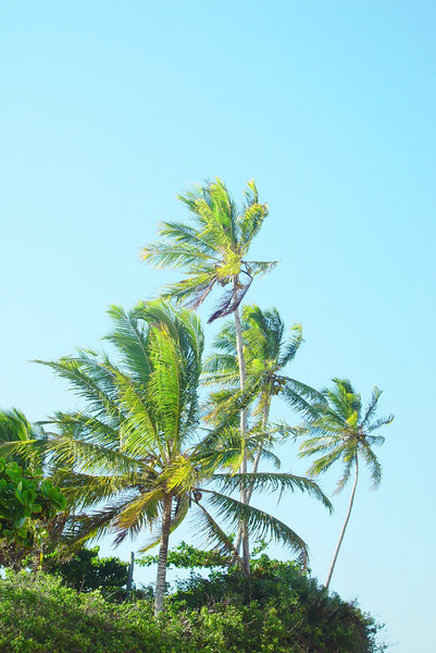 > Palm 4: Coqueiros, Cumuruxatiba, Bahia, BrasilCoconut palms, Cumuruxatiba, Bahia, Brazil