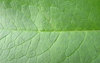 Green leaf: Just a leaf, as you see.Please comment this shot or mail me if you found it useful. Just to let me know!I would be extremely happy to see the final work even if you think it is nothing special! For me it is (and for my portfolio).