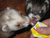 Feeding ferrets: How to feed ferrets with the maltpasta?Please mail me if you found it useful. Just to let me know!I would be extremely happy to see the final work even if you think it is nothing special! For me it is (and for my portfolio)!