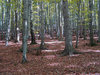 Deep forest: A forest full of birches, pines, oaks and beeches.

Please let me know if you decide to use it!
