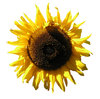 Sunflower: Just a sunflower.

Please let me know if you use it! I just want to know where it was used... That's all!
