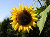 Sunflower: Sunflower in the field.

Please let me know if you use it! I just want to know where it was used... That's all!
