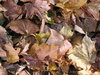 Autumn leaves: Some colorful leaves.

Please let me know if you use it! I just want to know where it was used... That's all!
