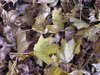 Autumn leaves: Some leaves in autumn.

Please let me know if you use it! I just want to know where it was used... That's all!
