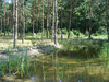 Forest river: A regulated river running through the forest. Warsaw area, Poland.