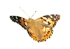 Butterfly: A buttefly