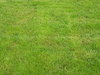 Grass: A lawn. With grass.