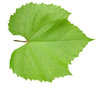 Leaf: Green leaf