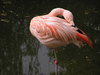Flamingo: 