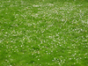 Lawn with folwers: Lawn, grass, flowers.