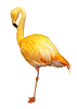 Flamingo: A yellowish flamingo
