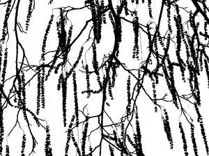 Tree silhouette: A tree twigs. Good wallpaper.