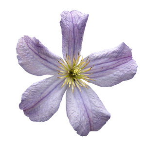 Een bloem: 