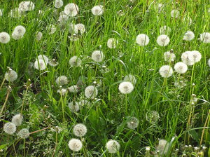 Dandelion meadow: A meadow with dandelions.