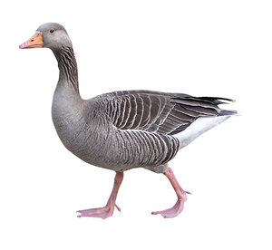Goose isolated: A bird.