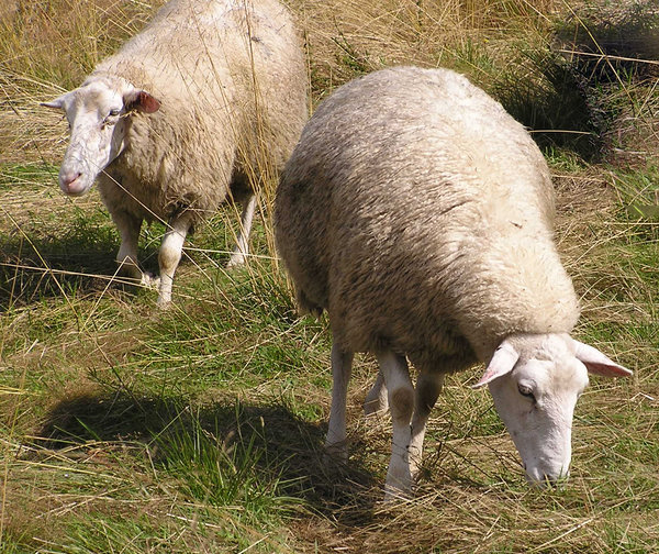 Dois carneiros: 